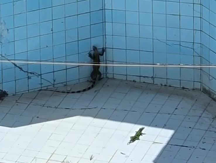Cinco iguanas são resgatadas de piscina seca em residência em São Luís  
