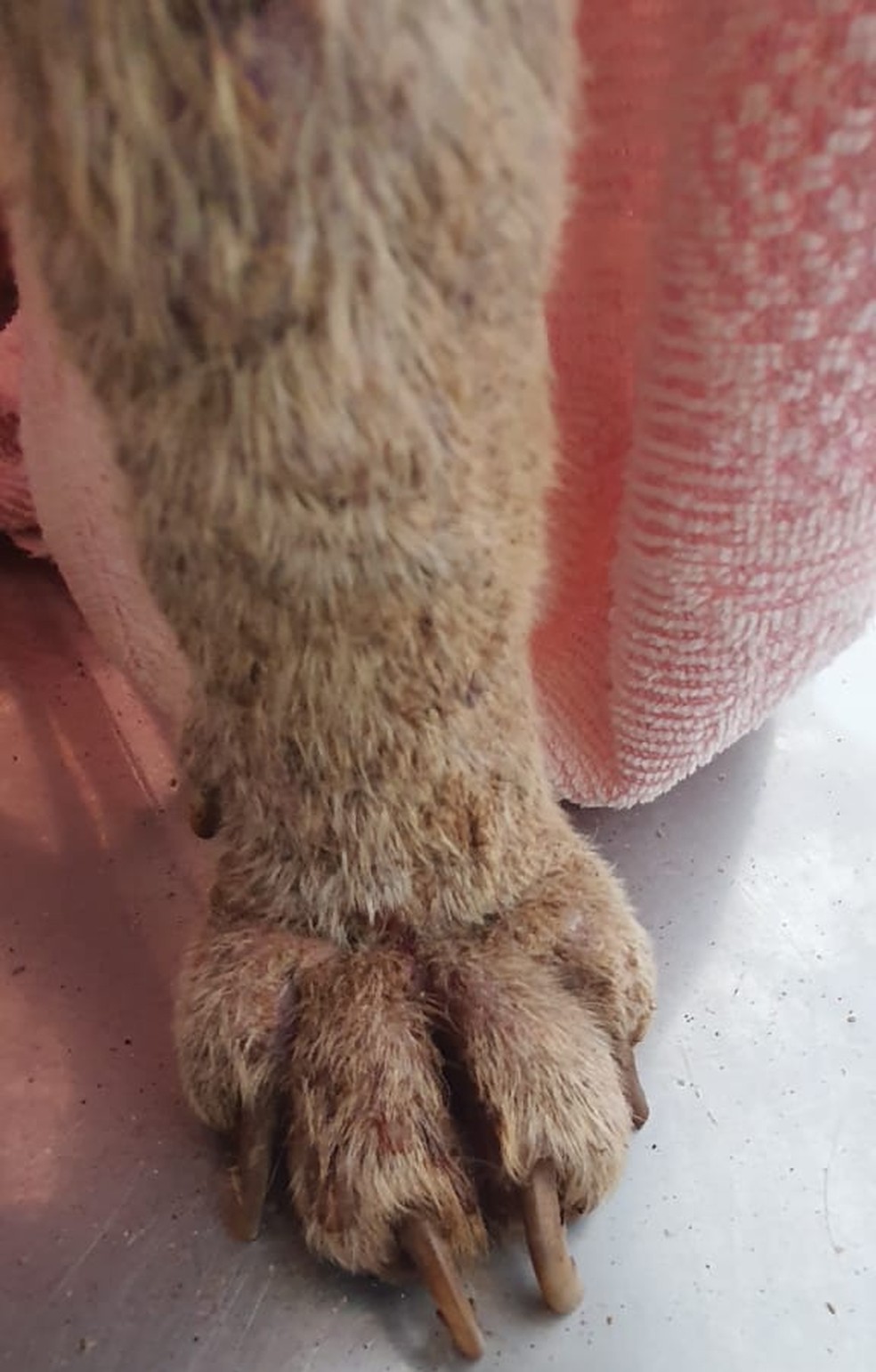 Cão vítima de maus-tratos foi resgatado em Euclides da Cunha Paulista (SP) — Foto: Polícia Militar Ambiental