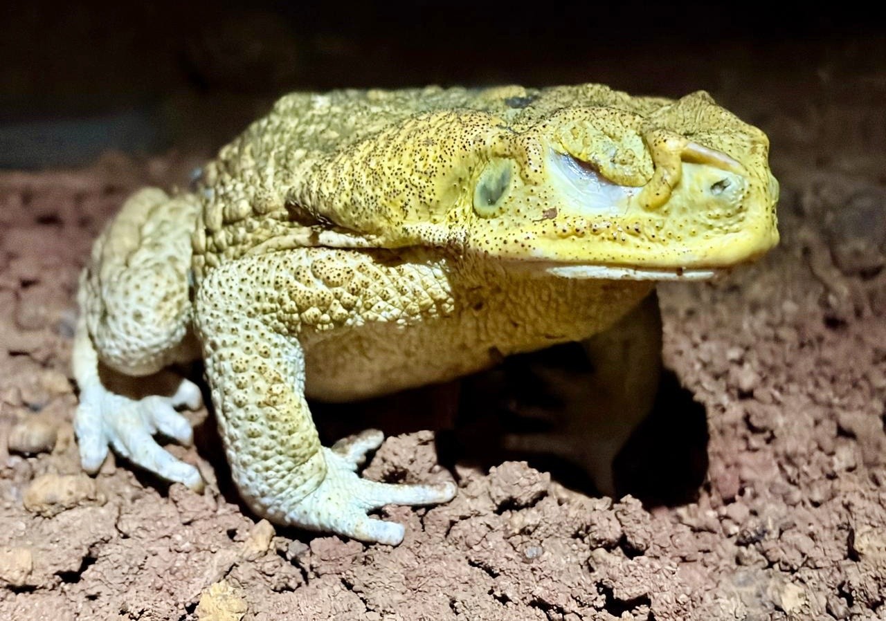 Estudo investiga impacto de sapos-cururu na fauna de Fernando de Noronha