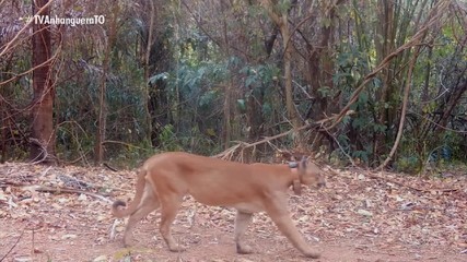 Biólogo tenta monitorar espécimes de suçuaranas