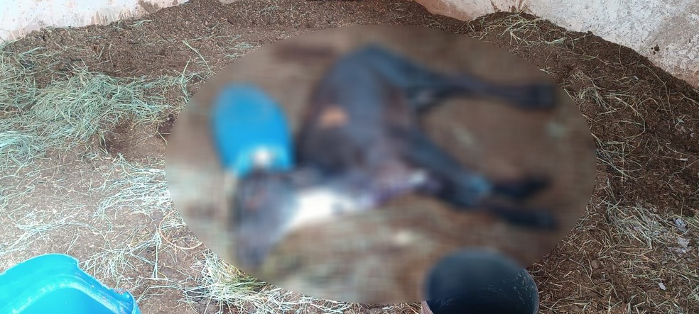 Fiscalização encontrou bovino morto em sítio, em Alfredo Marcondes (SP) — Foto: Polícia Militar Ambiental