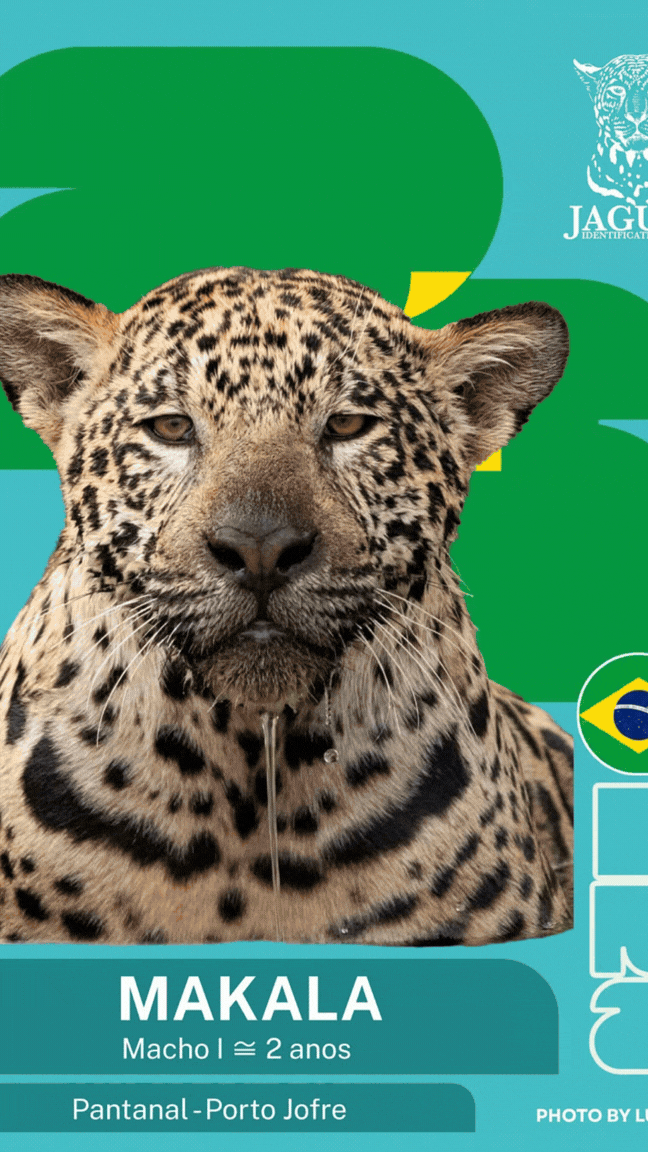 A criatividade que ajuda os brasileiros a reconhecer onças do Pantanal