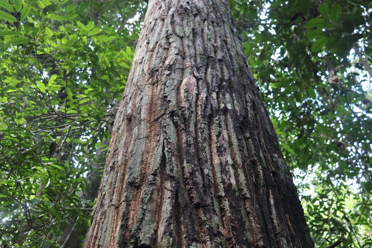 Pesquisadores da USP sugerem modelo para reduzir impactos ambientais da extração de madeira na Amazônia