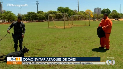 Veja como evitar ataques de cães