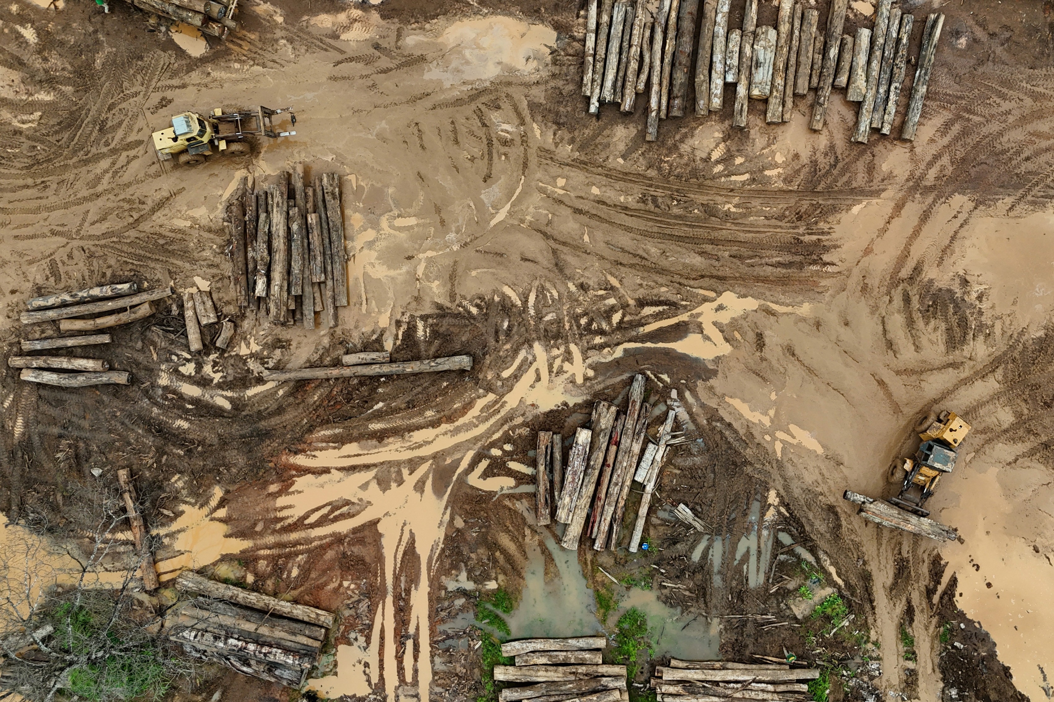 Madeireiros ilegais lucram com projetos de crédito de carbono na Amazônia