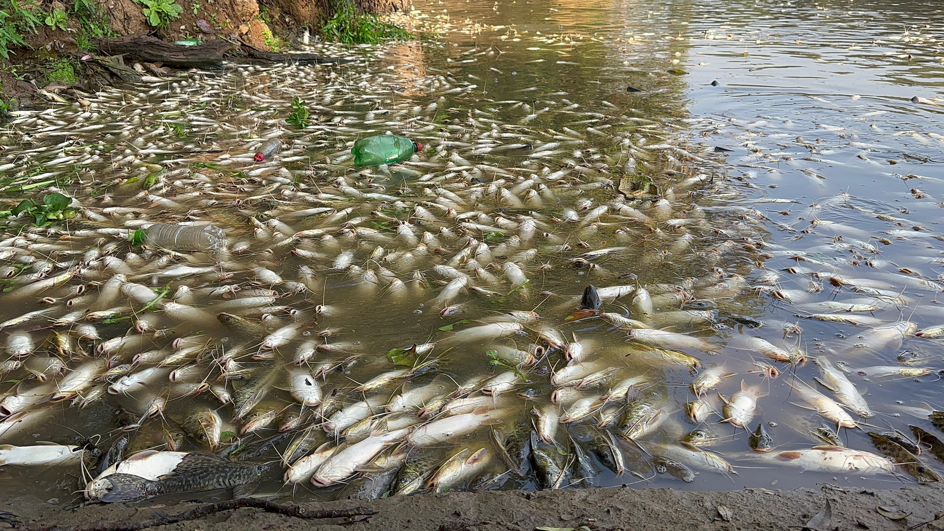 Cartão postal de Piracicaba, Rio Piracicaba registra 17 episódios de mortandade de peixes em 10 anos