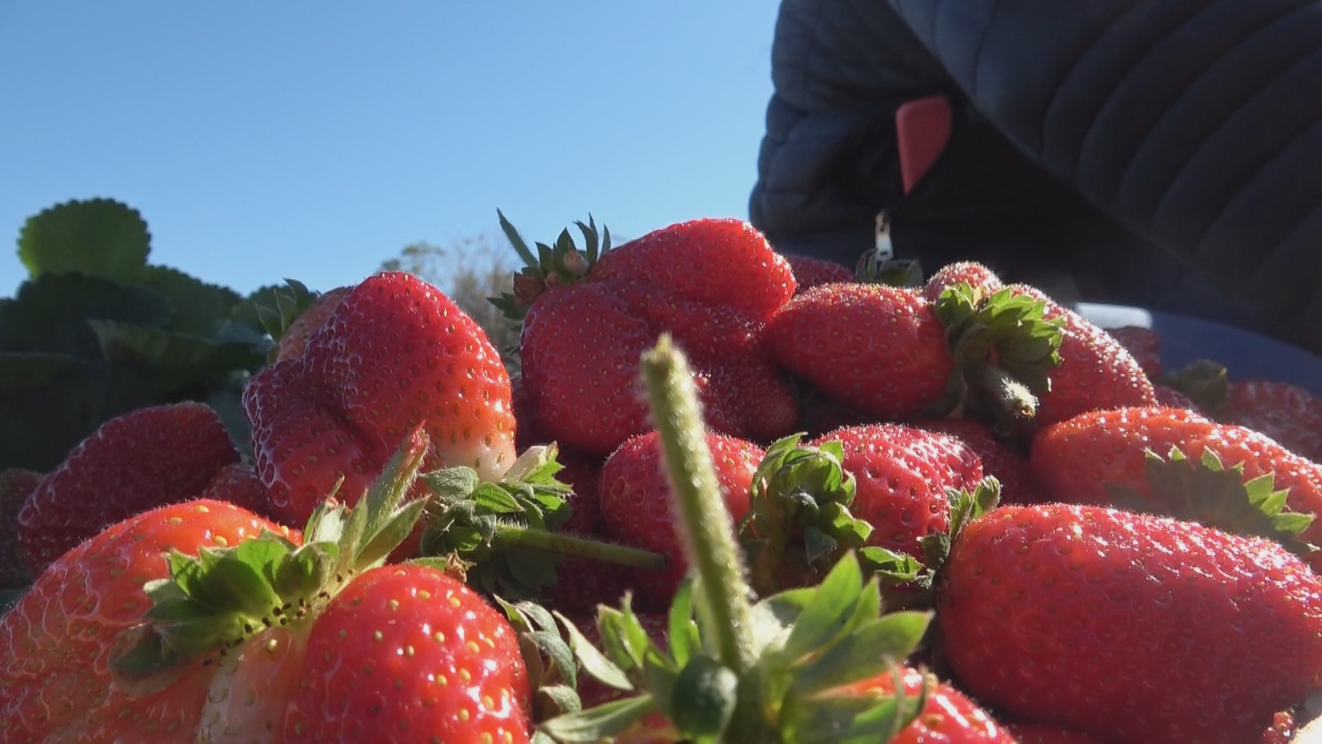 Variação de temperatura no inverno impacta colheita de morango no Paraná; entenda