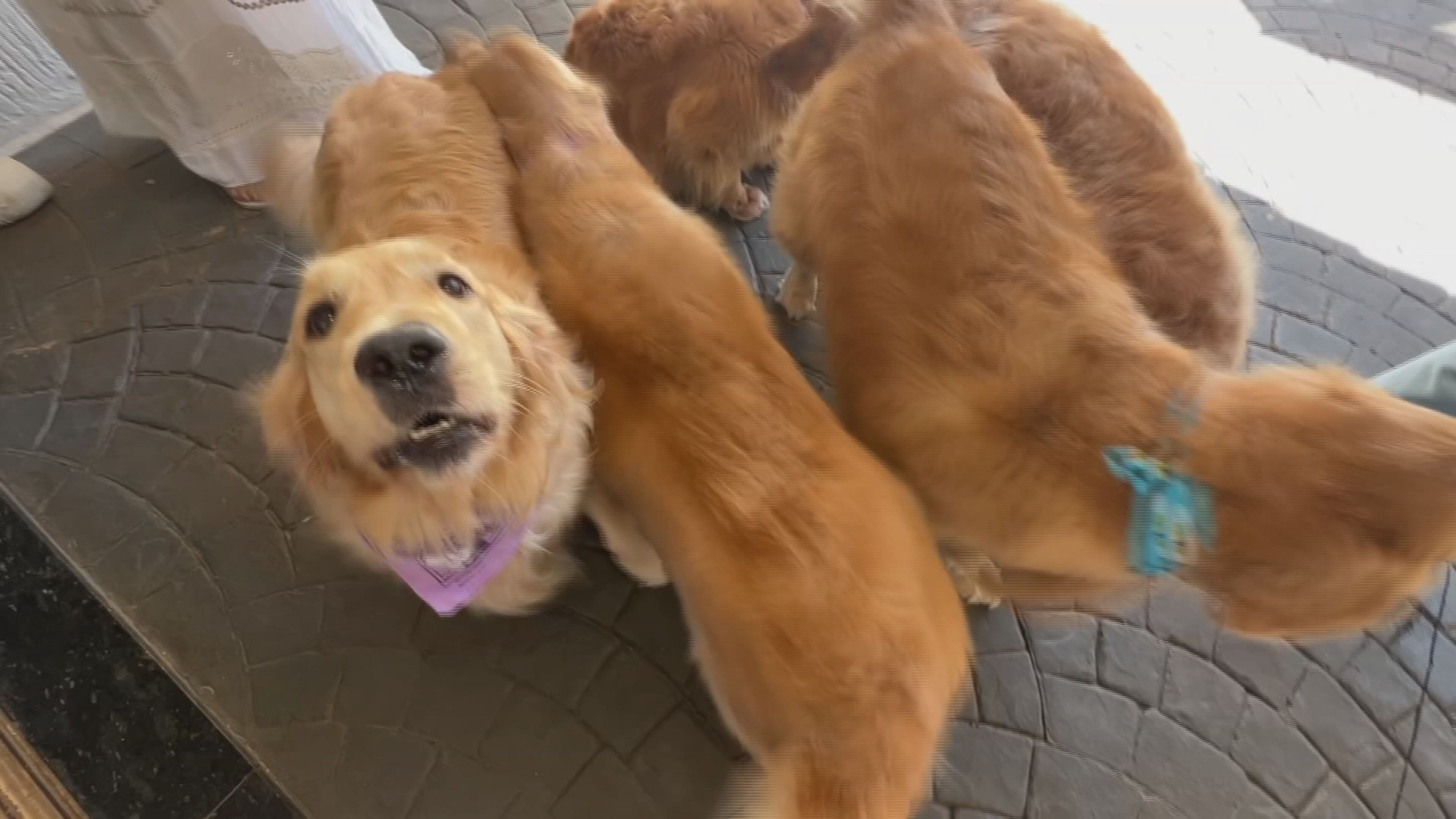 Tecnologia para pets: microchips, QR Codes e comedouros inteligentes facilitam rotina de cuidados com cães e gatos