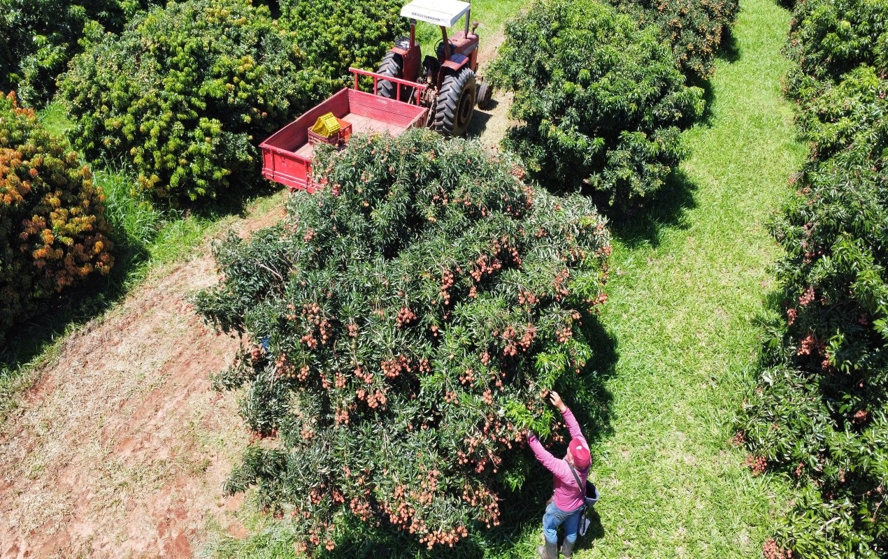 Aguardente, kombucha e nozes: excesso de lichias colhidas na safra são transformadas em produtos variados no interior de SP