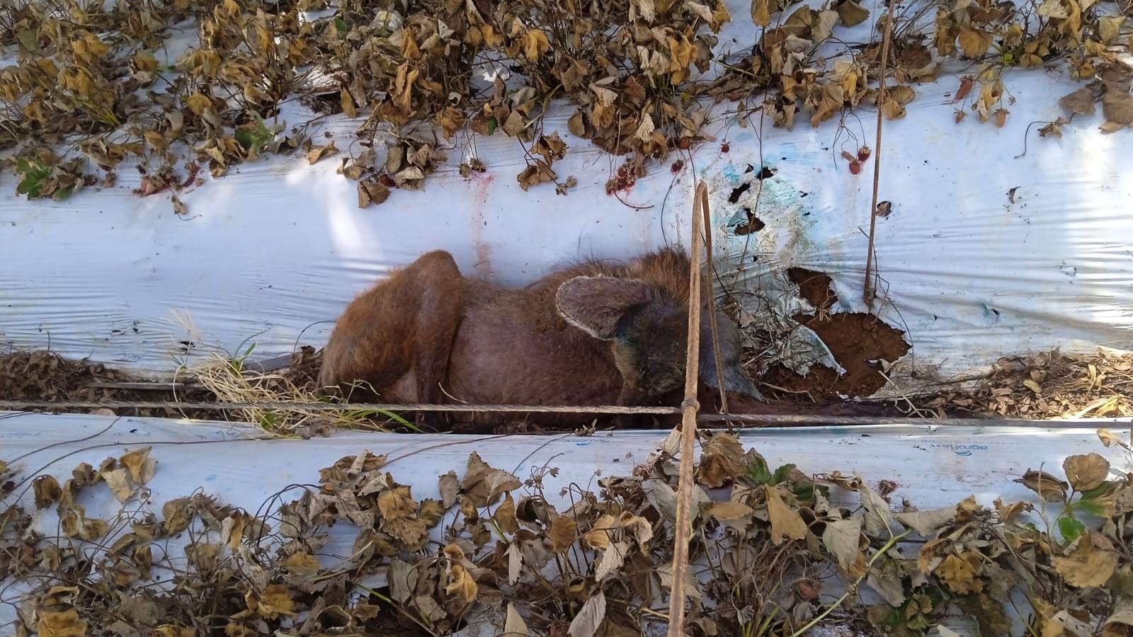 Morre lobo-guará resgatado com corte na cabeça e debilitado em plantação de morangos no Sul de MG