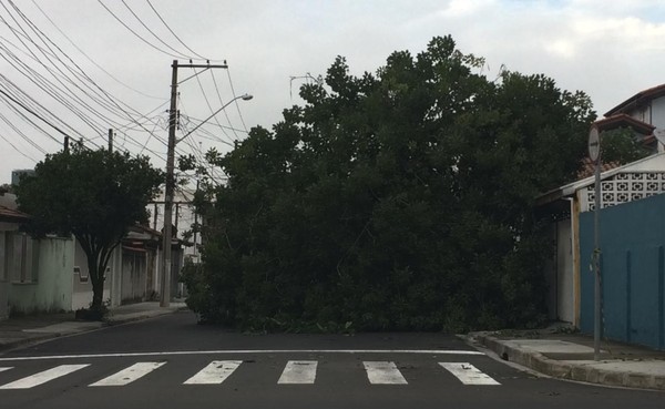 Chuvarada de quinta-feira provoca inúmeras quedas de árvore e deixa bairros  da capital sem energia - REDE JOTA FM