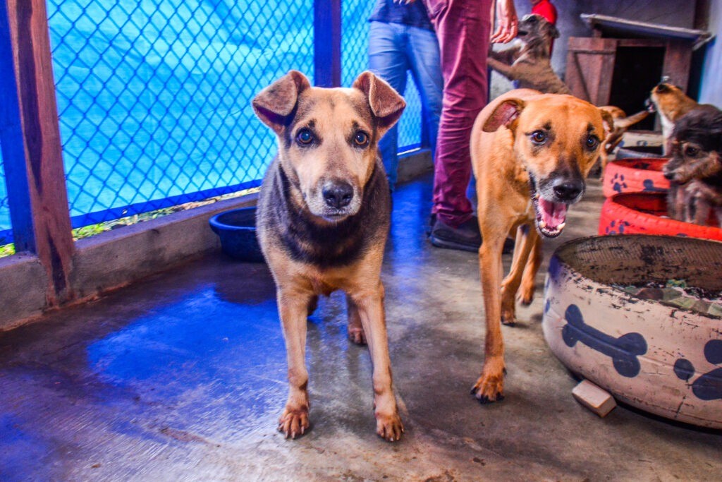 Castramóvel Itinerante realiza  atendimentos para cães fêmeas na Zona Norte de Macapá