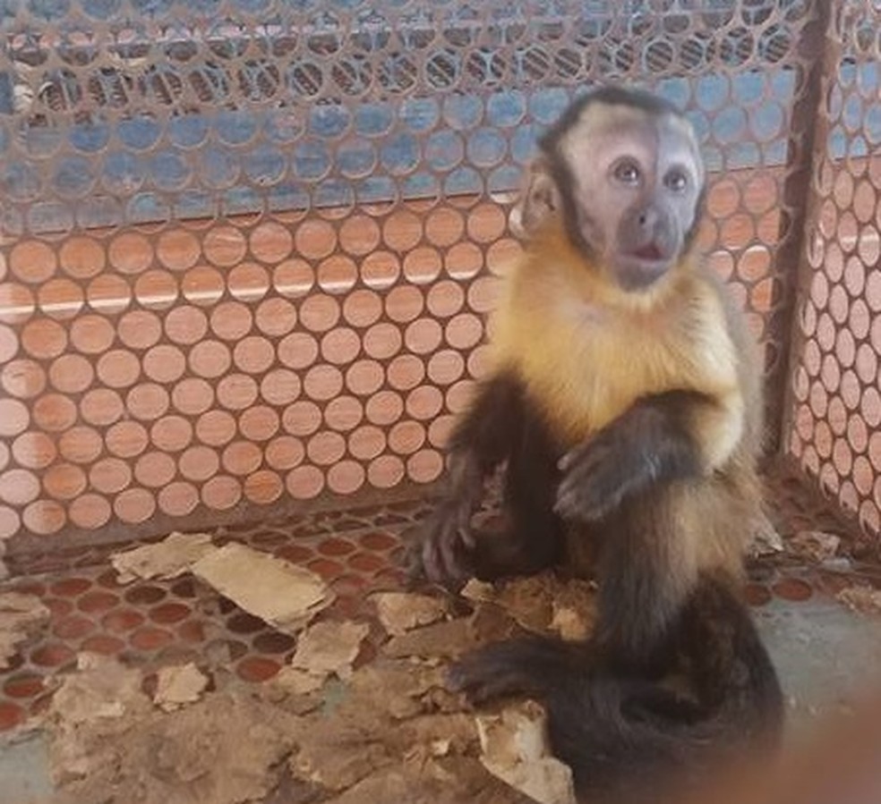 Filhote de macaco-prego foi resgatado pela equipe da PMA – Green Farm