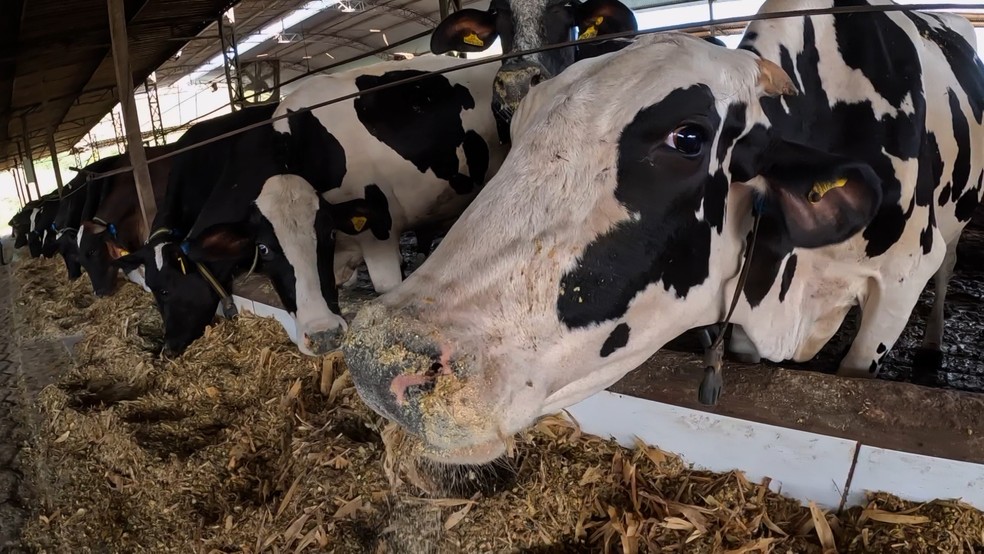 Vacas monitoradas por aplicativo no Espírito Santo — Foto: Reprodução/ TV Gazeta