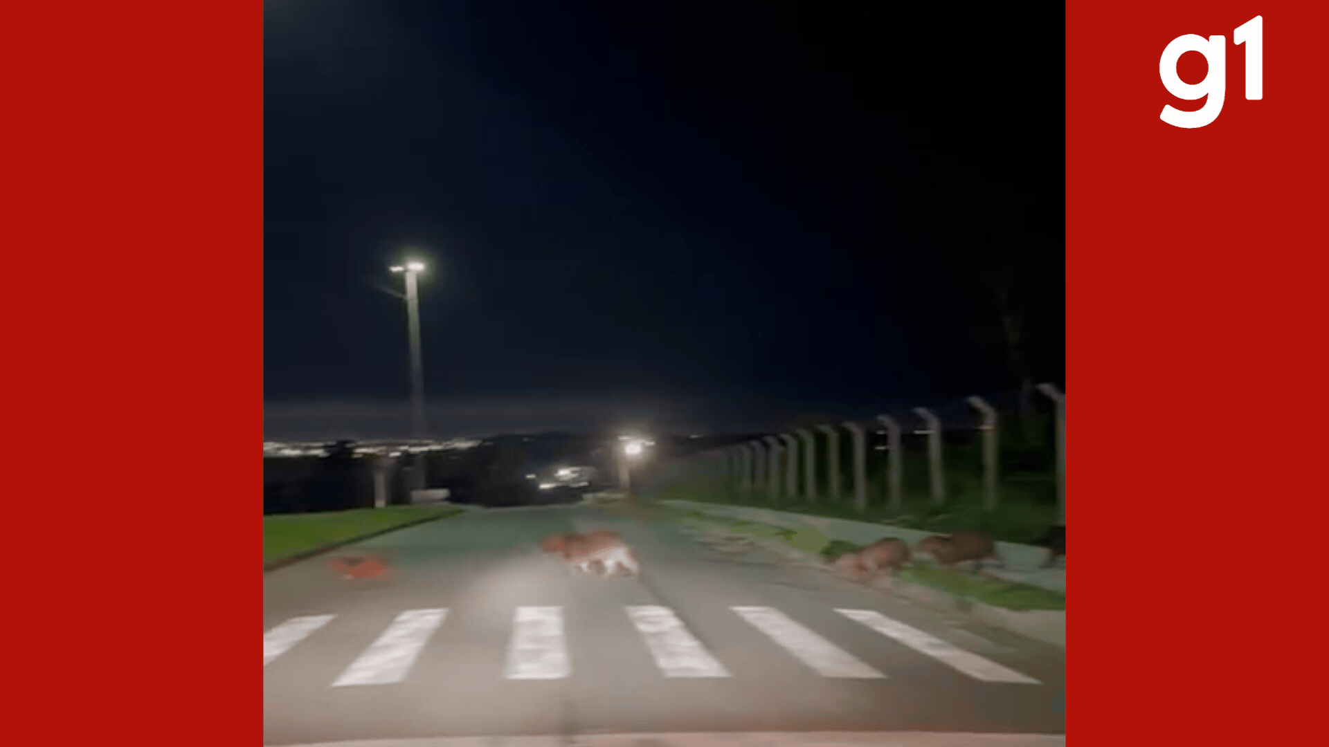 'Abbey Road' de MT: Capivaras aguardam para atravessar na faixa de pedestre; VÍDEO