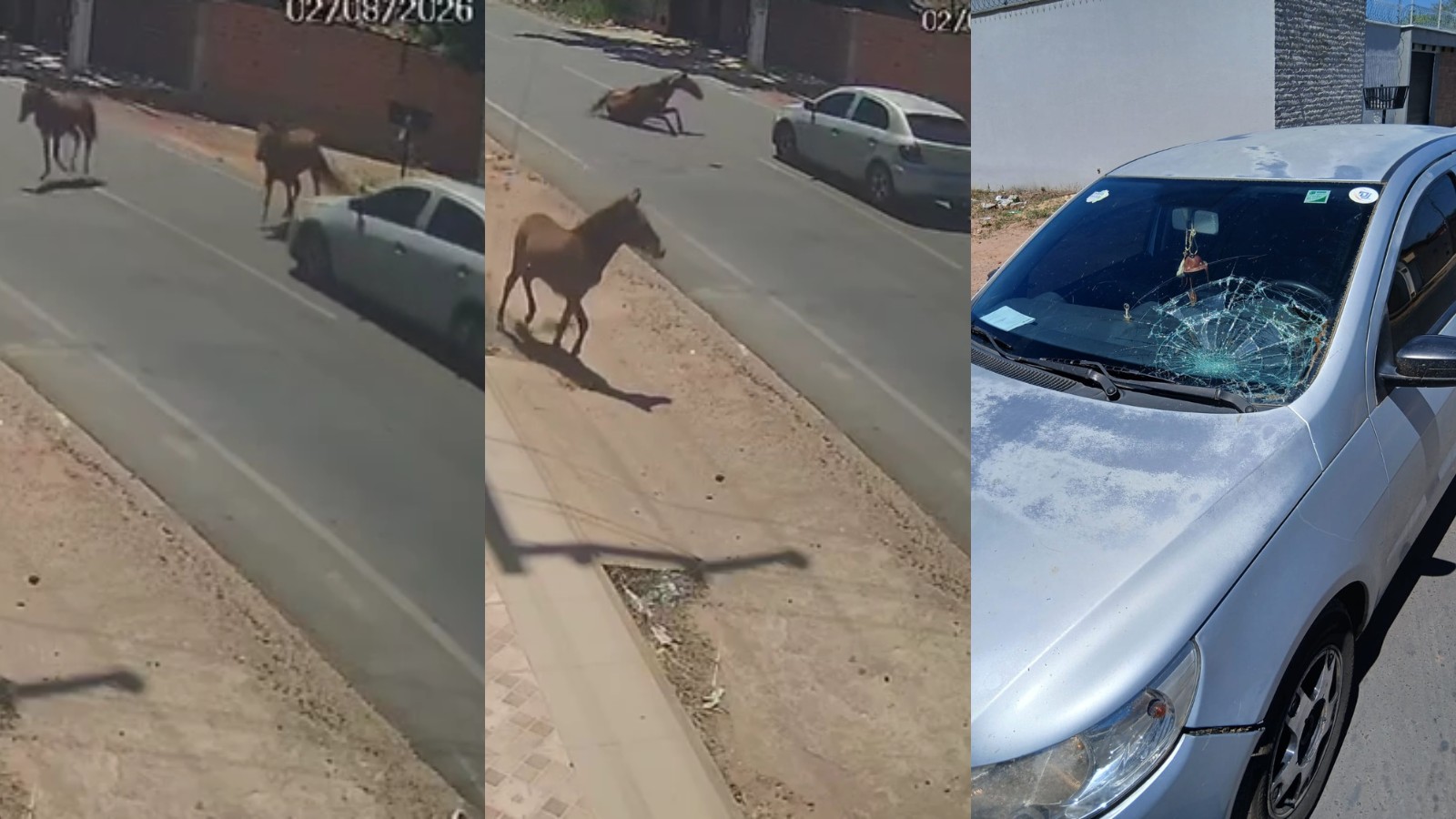 VÍDEO: Cavalo solto em via é atropelado por carro no PI; família levava bebê de 1 ano