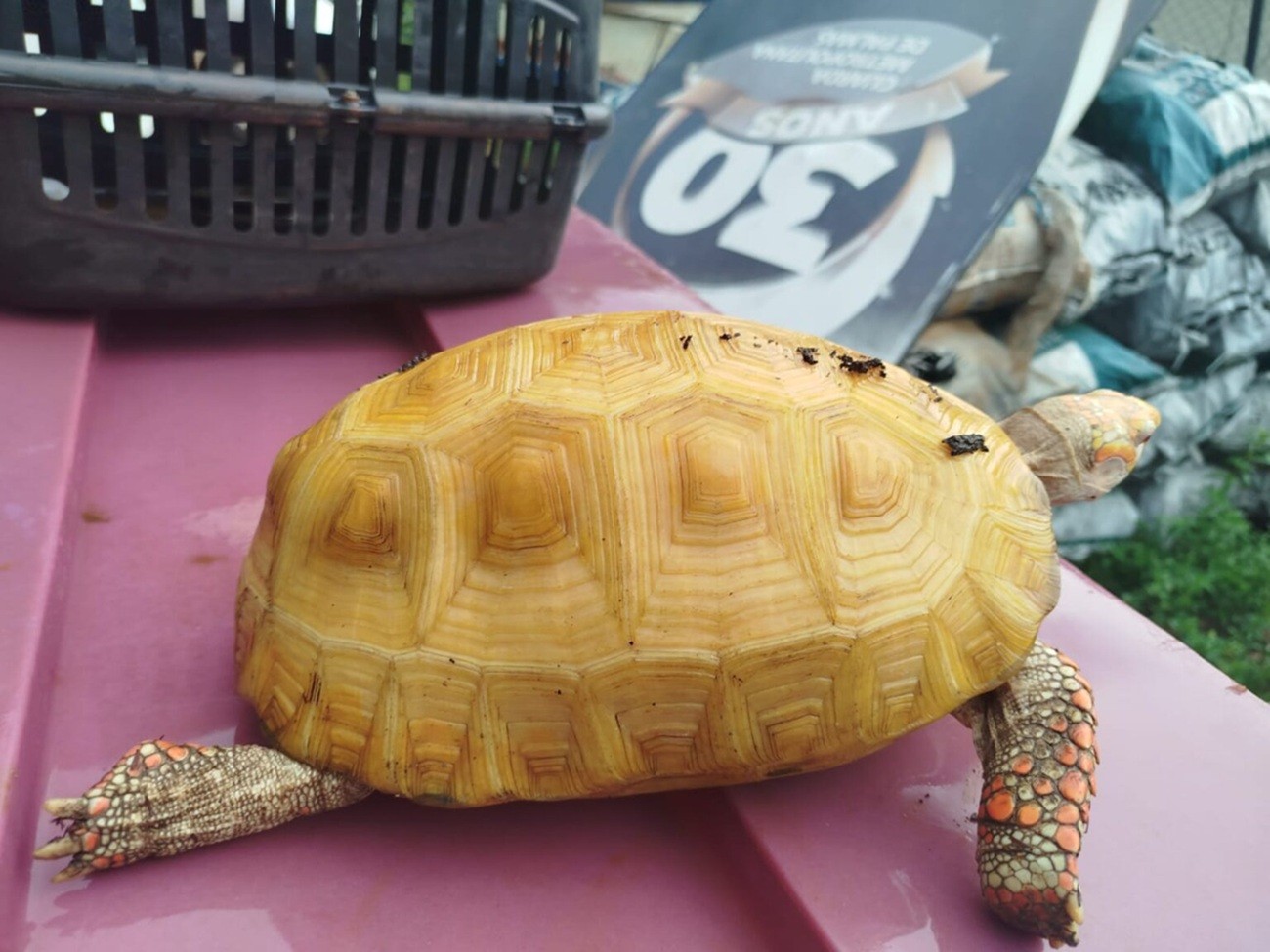 Jabuti albino raro é encontrado em parque de Palmas e enviado para pesquisas em zoológico de Brasília