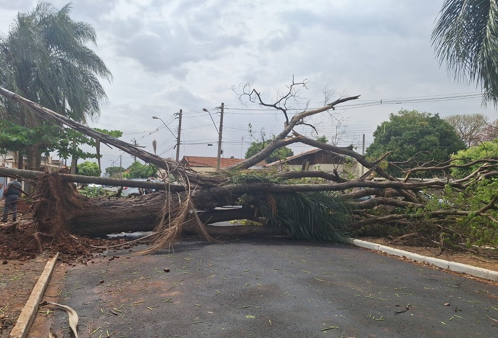 Estudantes são atingidas por queda de árvore na saída de escola durante temporal em Bariri — Foto: Defesa Civil/Divulgação