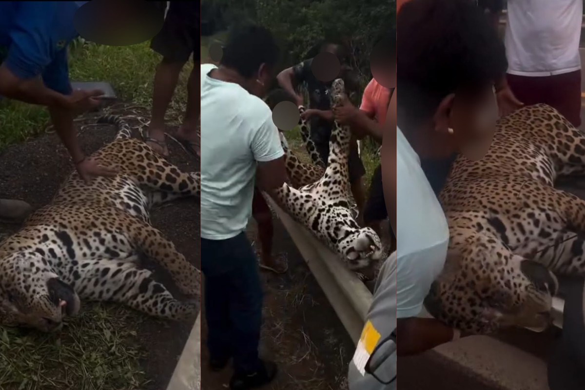 Indígenas enterram onça-pintada atropelada em rodovia de MT: 'animal sagrado'