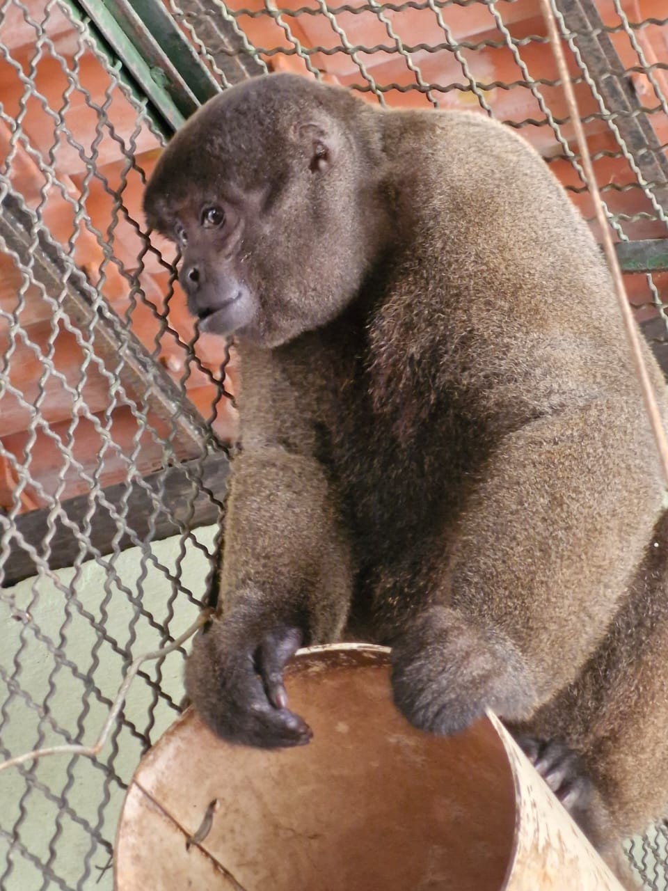 São Carlos recebe duas fêmeas de macaco-barrigudo do Amazonas; espécie é ameaçada de extinção