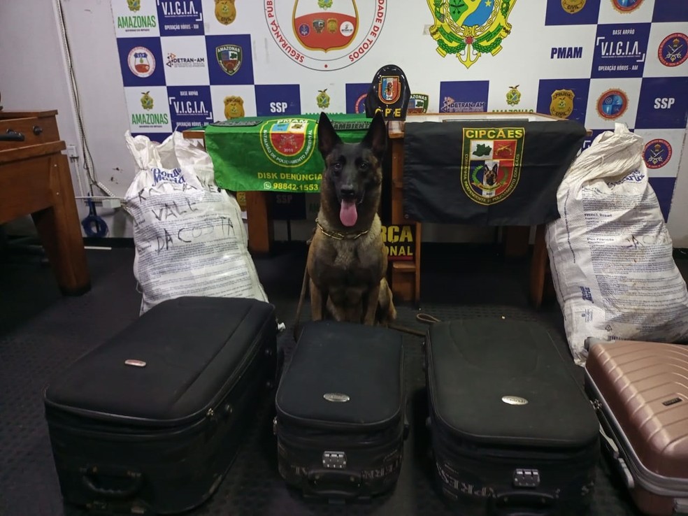 Droga avaliada em R$ milhões é apreendida no interior do AM — Foto: Divulgação