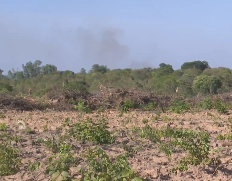 Maranhão é o segundo estado que mais desmatou o cerrado em 2023, aponta INPE — Foto: Reprodução/TV Mirante