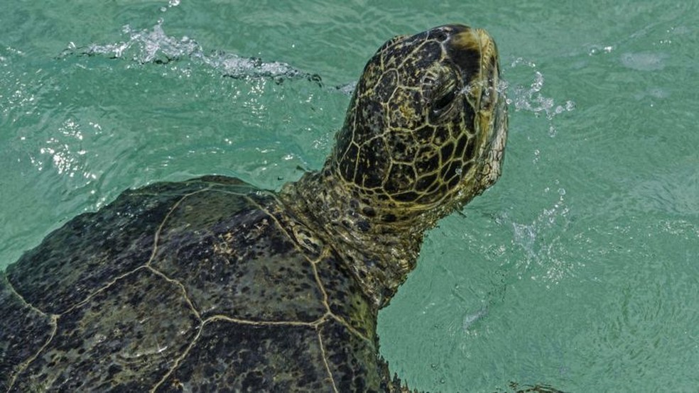 Na ausência de pesca, muitos animais marinhos se beneficiam de mais alimentos, habitats mais saudáveis ​​e um risco reduzido de serem capturados — Foto: Getty Images via BBC
