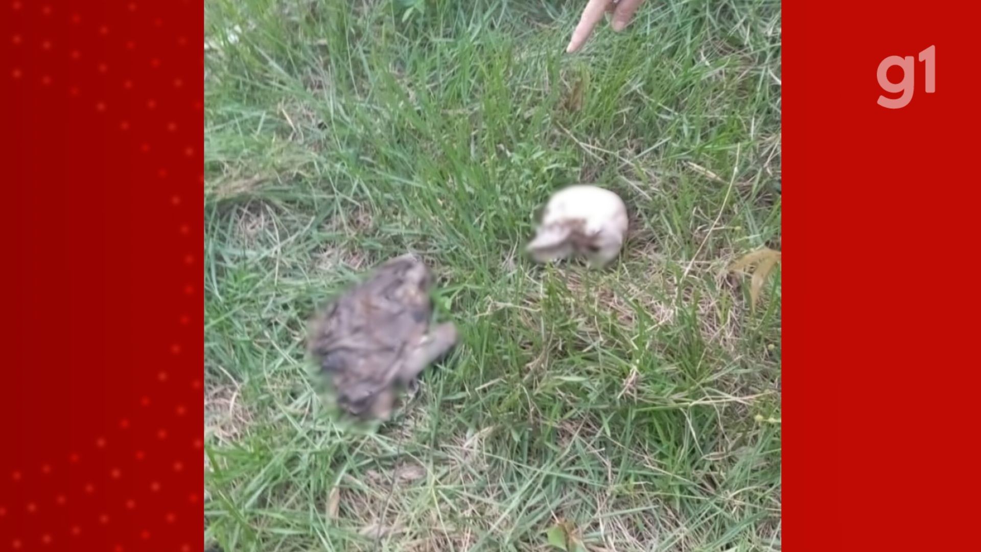 Esqueleto humano é encontrado às margens de igarapé na zona rural de Santa Luzia do Paruá, no MA 