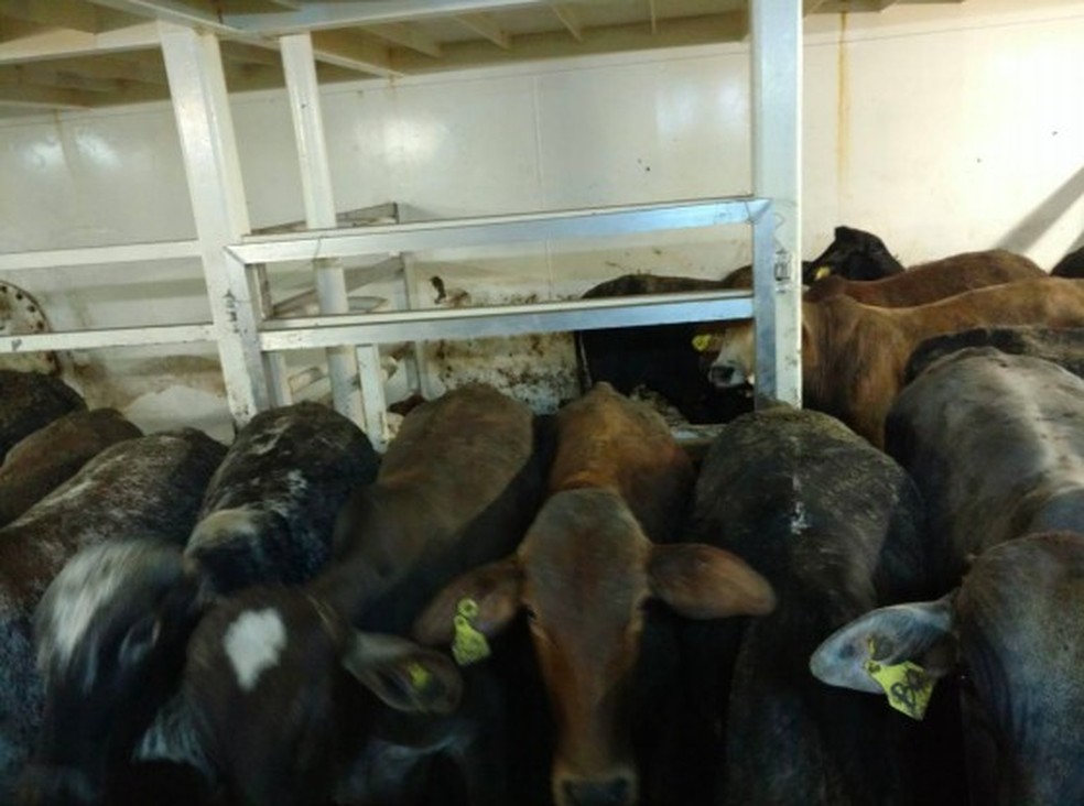 captura de tela 2018 02 03 as 14.35.23 - Exporta&ccedil;&atilde;o de gado vivo dobra em 3 anos, mesmo com cr&iacute;ticas de ambientalistas ao transporte