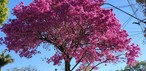 Ipê-rosa no Jardim Estoril, em São José dos Campos. — Foto: Marta Rizzi/Vanguarda Repórter