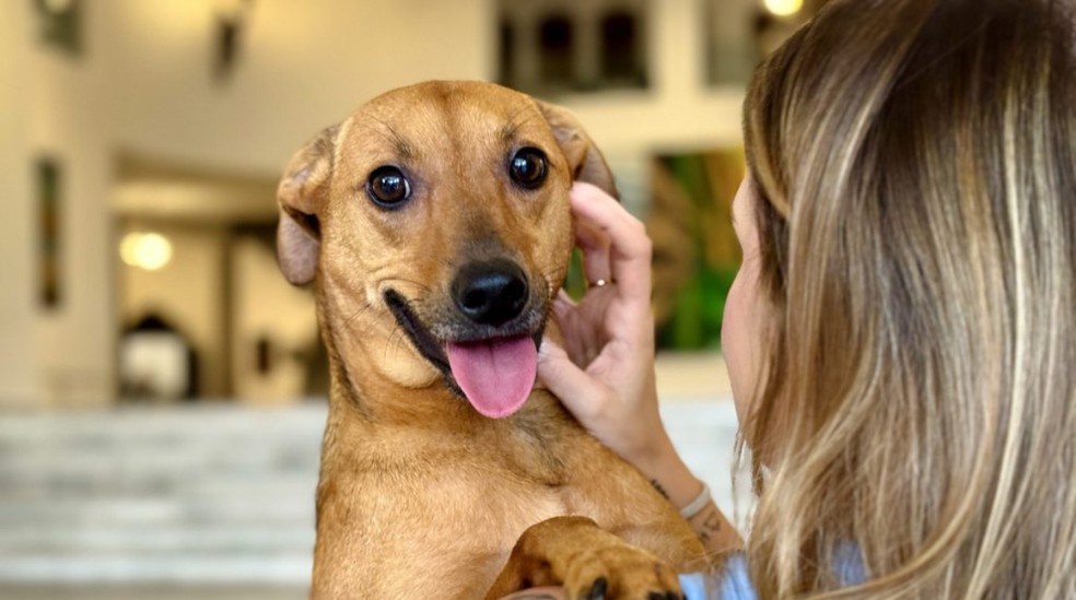 A nova lei reconhece o vínculo afetivo entre tutores e animais de estimação. — Foto: Divulgação/Governo de SP