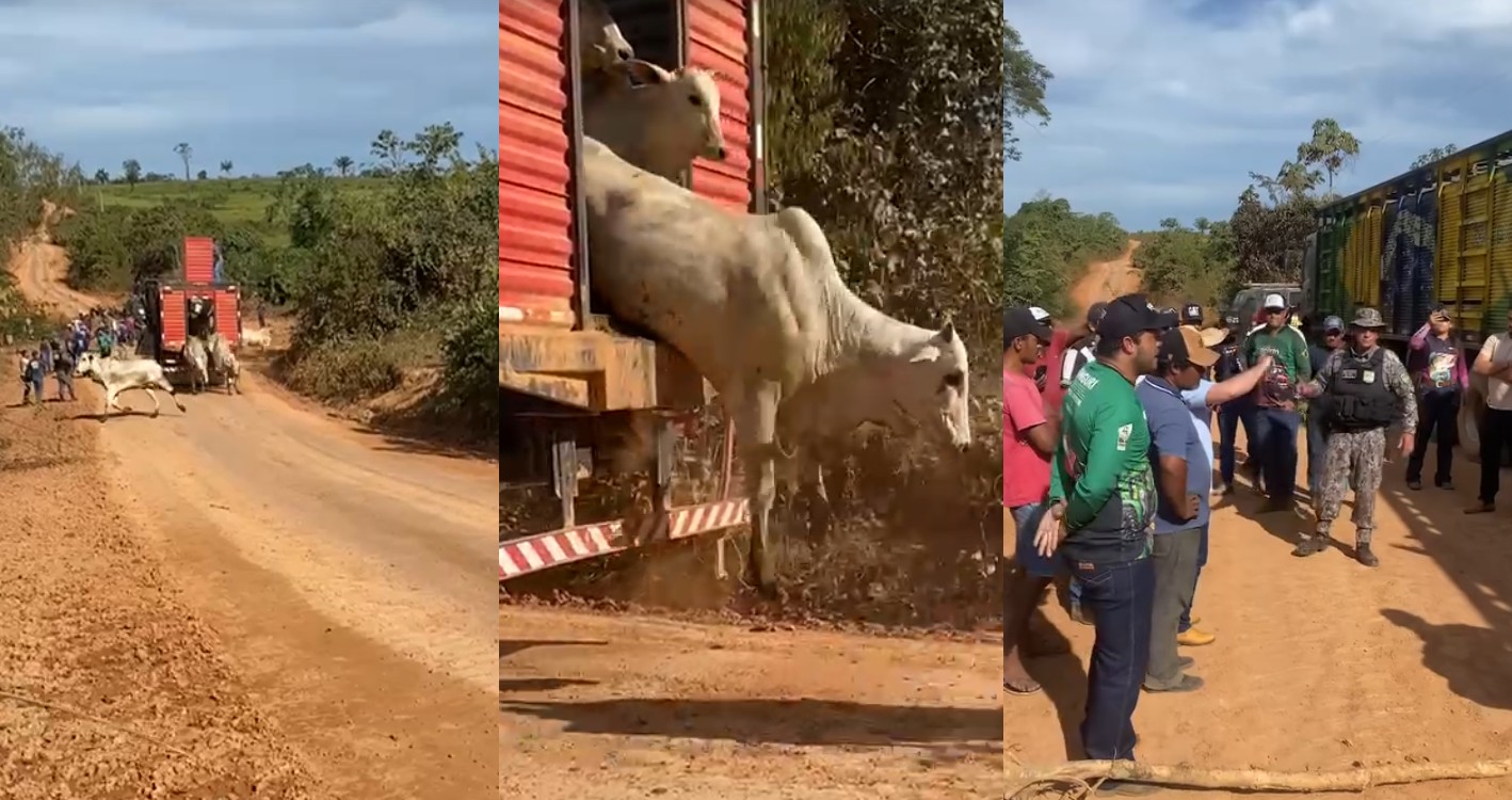 ICMBio faz operação contra criação ilegal de gado dentro de área embargada na Terra do Meio, no Pará