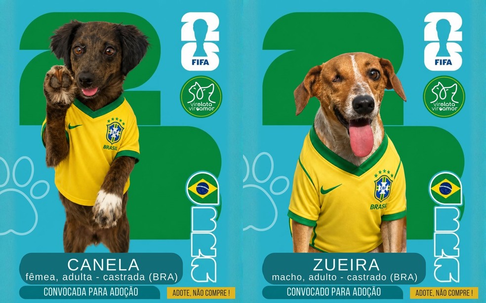 Seleção aumigos: cães e gatos são 'convocados' para adoção em RO | G1