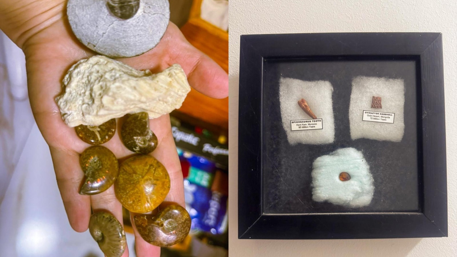 PF desarticula esquema e apreende 56 fósseis e pedras semipreciosas no Ceará