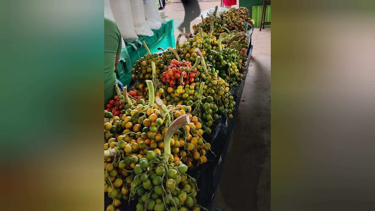 Fartura: safra da pupunha aumenta procura pela fruta em mercados de Santarém