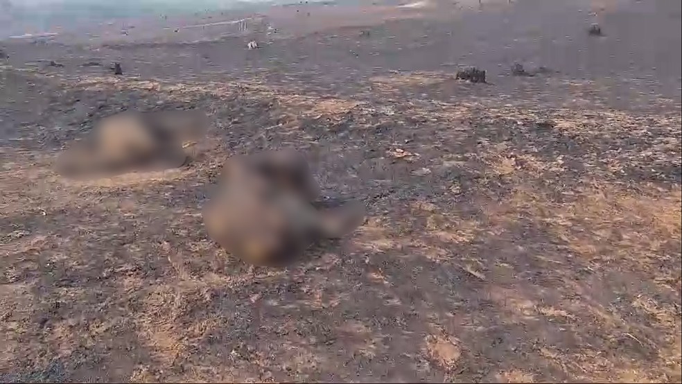 43 bois morreram carbonizados em um incêndio que atingiu uma fazenda em Santo Antônio de Aracanguá (SP) — Foto: Arquivo pessoal
