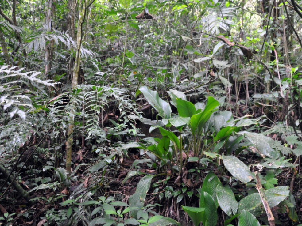 Sapinhos vivem sob a serrapilheira da Mata Atlântica — Foto: Luiz Fernando Ribeiro/Mater Natura/UFPR