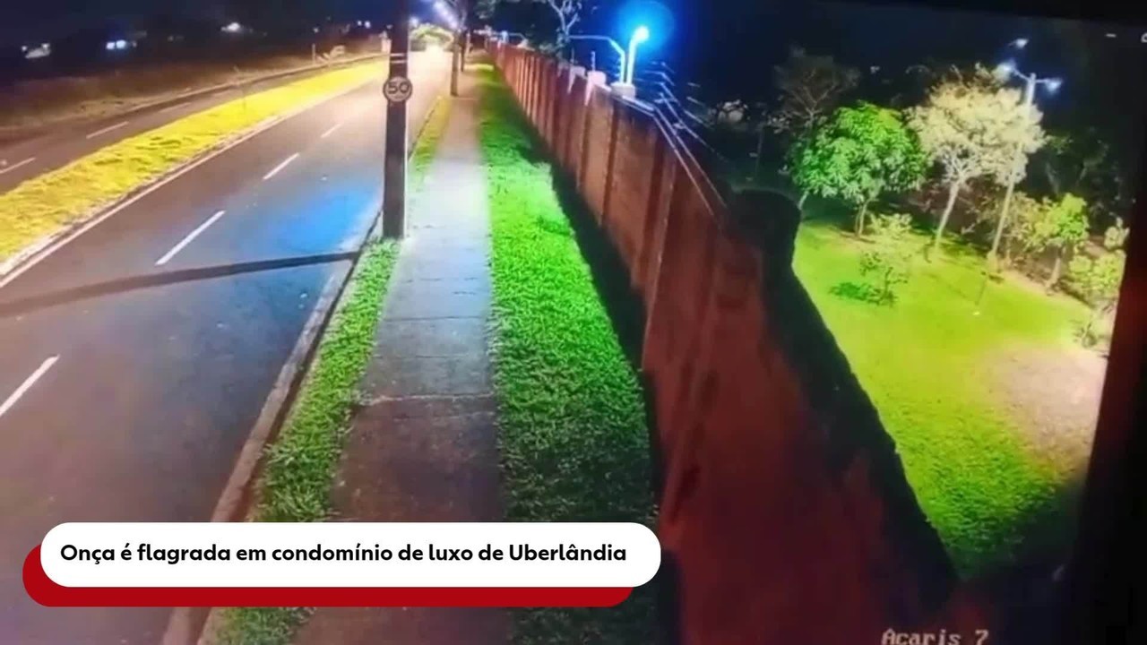 VÍDEO: Onça ronda calçada e salta muro de condomínio fechado na Zona Sul de Uberlândia