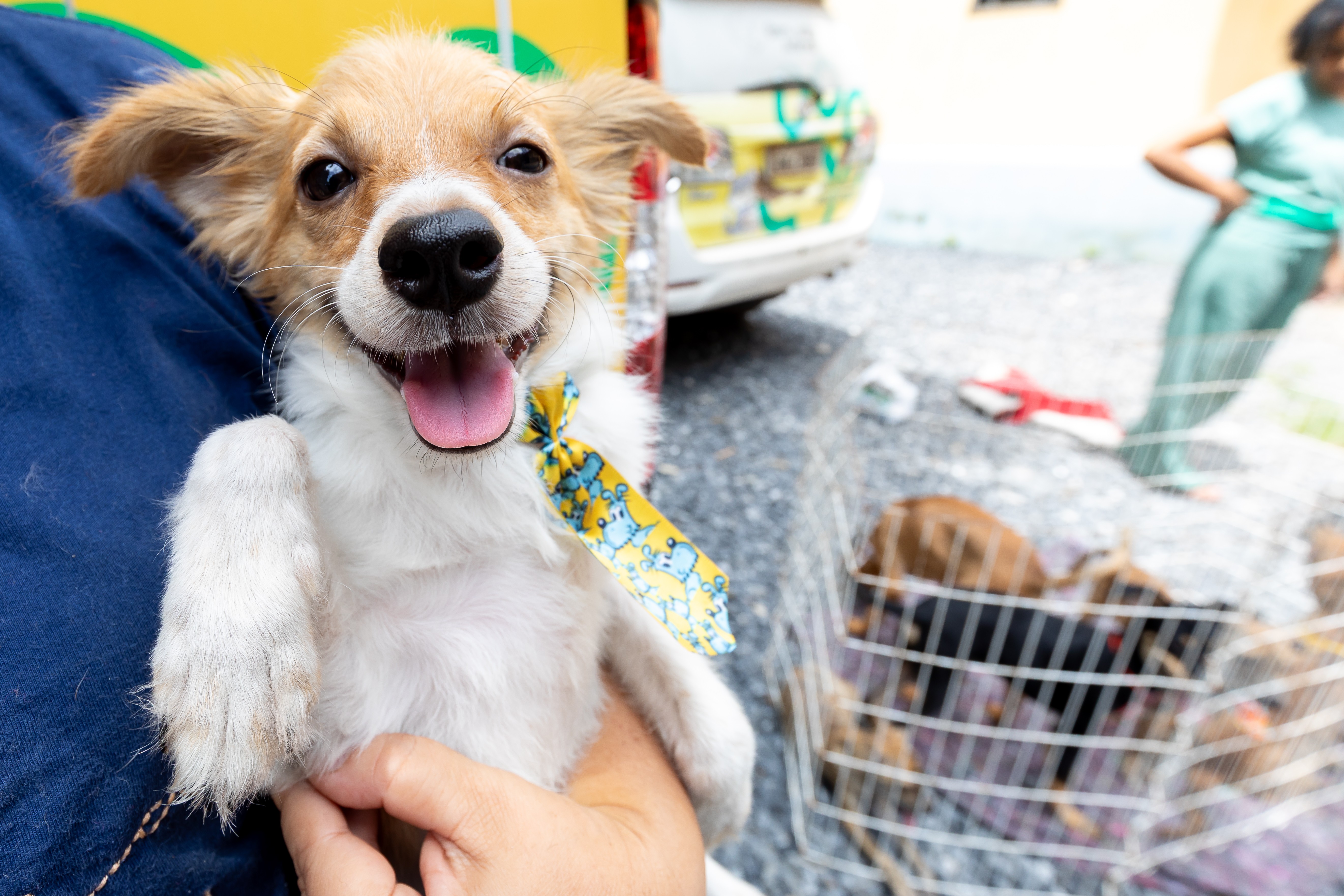 Feira tem cães e gatos disponíveis para adoção nesta sexta-feira (24) em parque de Cuiabá