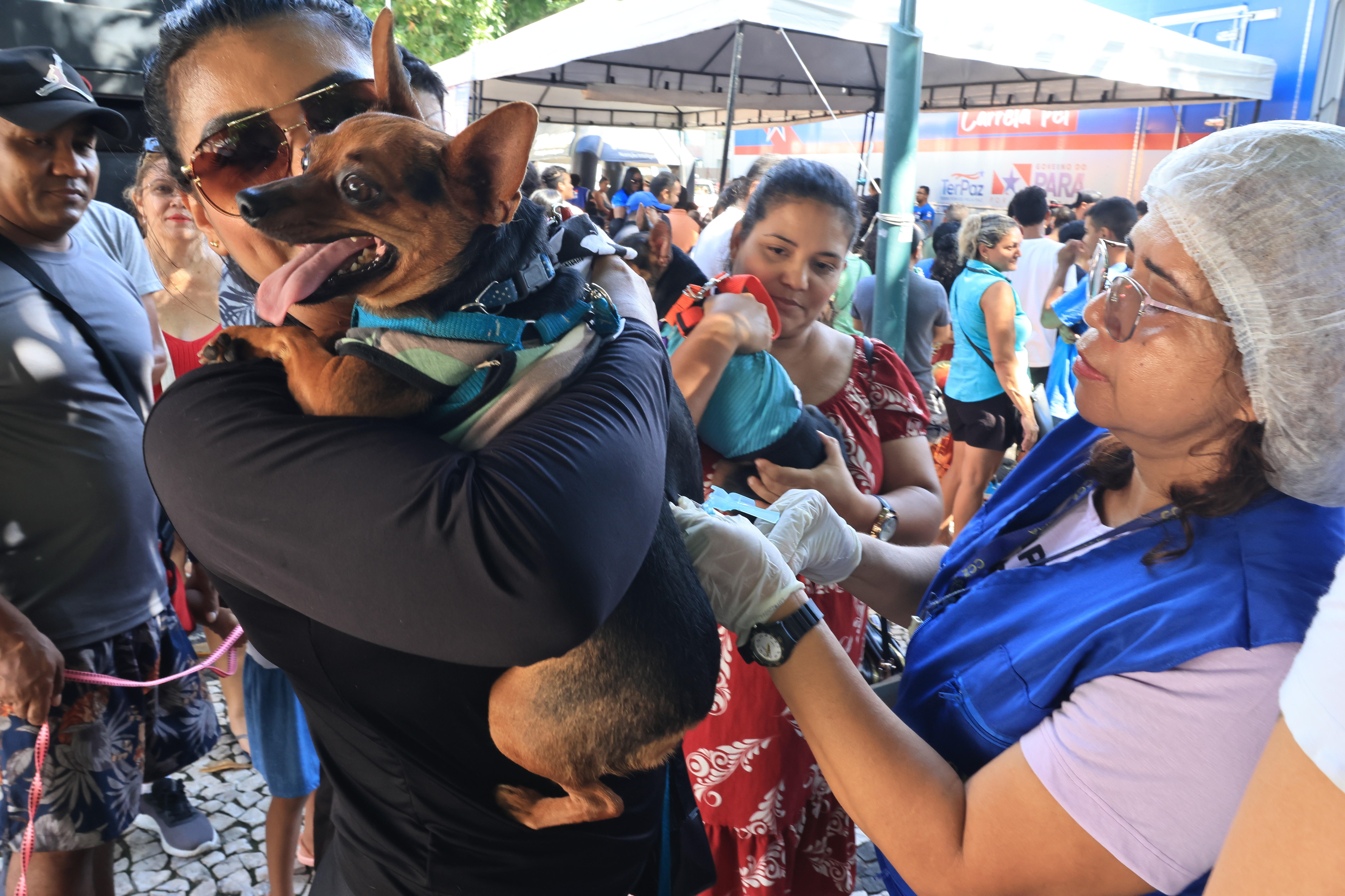 Belém Animal Itinerante oferta  atendimentos gratuitos de saúde para pets em Mosqueiro até 30 de julho