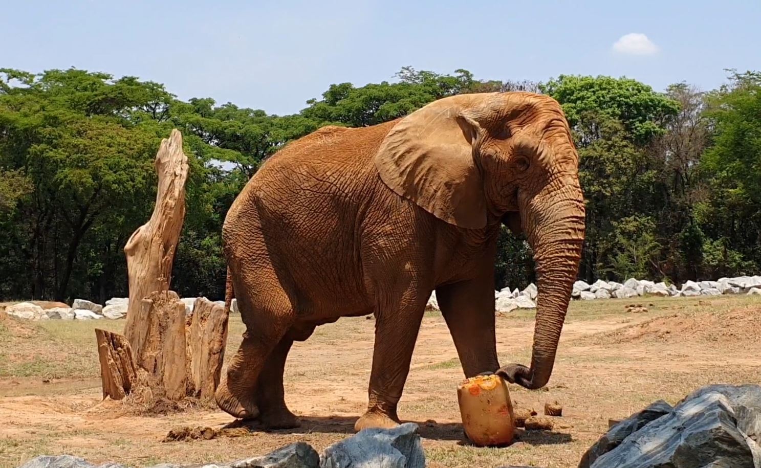 Elefante Jamba morre aos 29 anos em zoológico de BH