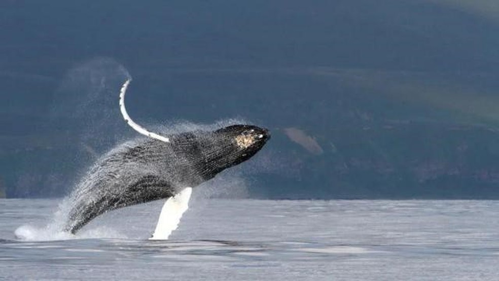 Baleia jubarte avistada nas proximidades da Ilha de Bering, na Rússia — Foto: OLGA FILATOVA, UNIVERSIDADE DO SUL DA DINAMARCA