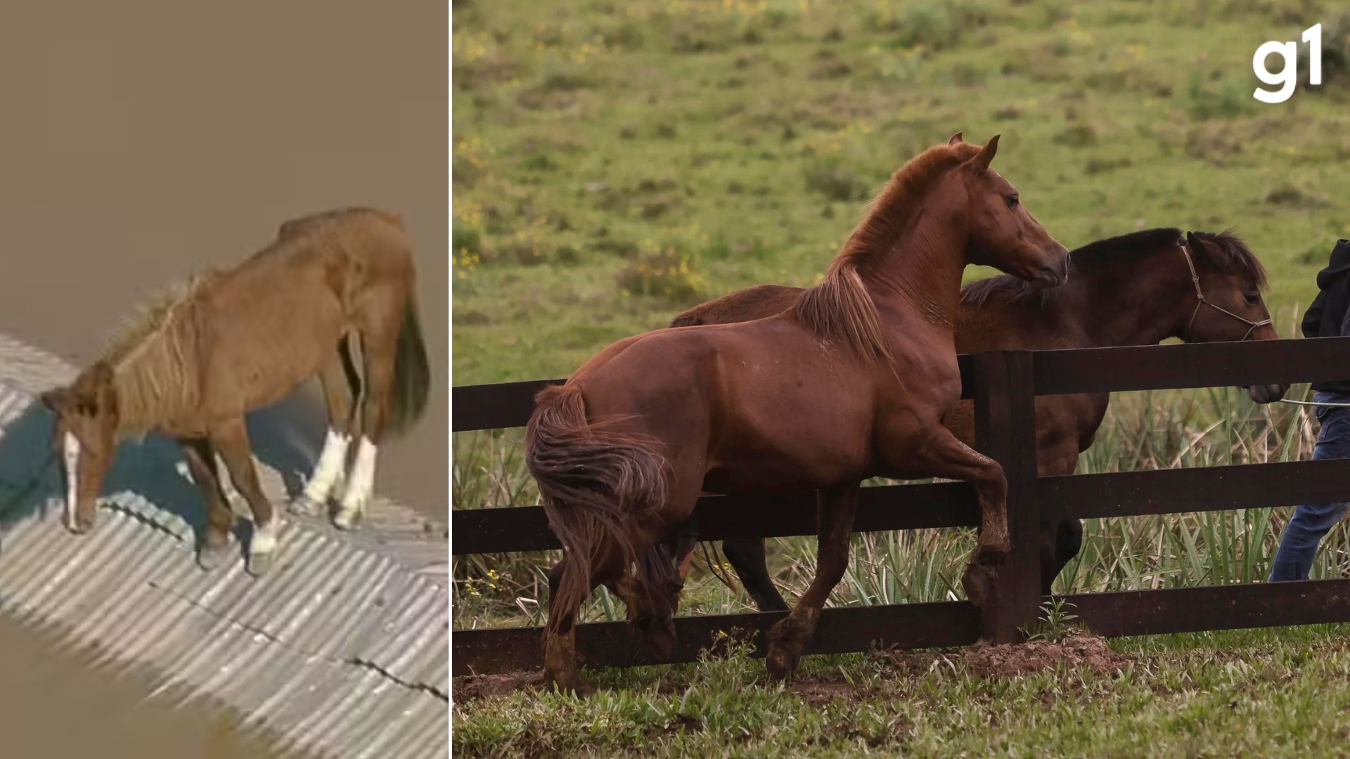 Nova paixão à vista: famoso Cavalo Caramelo, símbolo da enchente, ganha companheira para tentar gerar potrinho