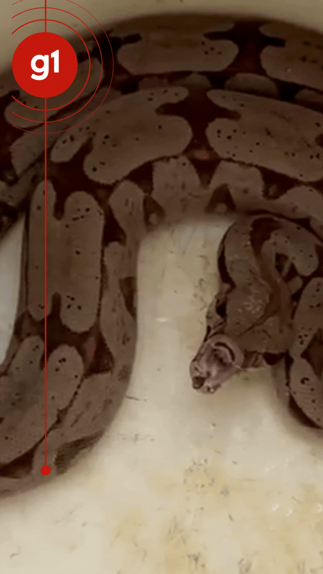 Bafo da jiboia: cobra de mais de um metro 'reclama' após ser resgatada em MT; veja vídeo