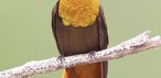 Kızıl gerdanlı sinek kuşu (Chrysolampis mosquitus)