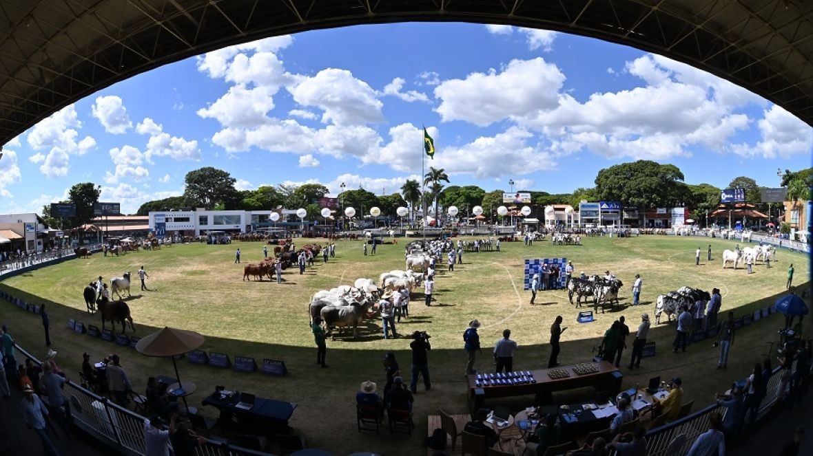 ExpoZebu 2025: ABCZ abre inscrições para julgamento de animais em Uberaba 