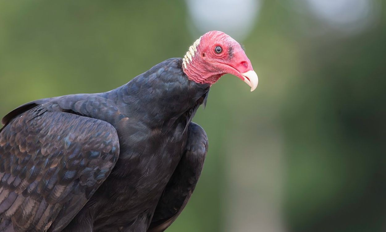 Mercúrio é encontrado em penas de urubu-de-cabeça-vermelha na Amazônia