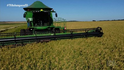 Baixa no preço da soja faz produtores investirem no plantio do arroz
