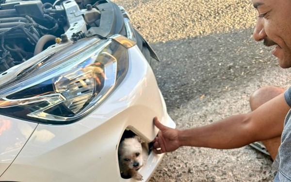 Cão  é encontrado preso no para-choque do carro da própria família em Pouso Alegre