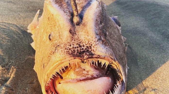 Peixe Monstro Do Rio